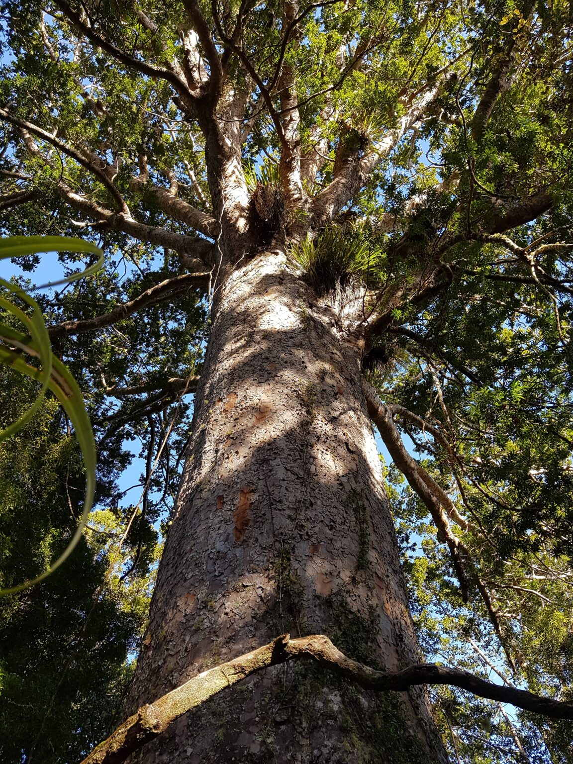 Pukenui Western Hills Forest Trust PRESERVING NATIVE FOREST AND