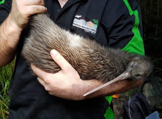 66016564_2605803599453139_3087517814316072960_o-1024x576-1